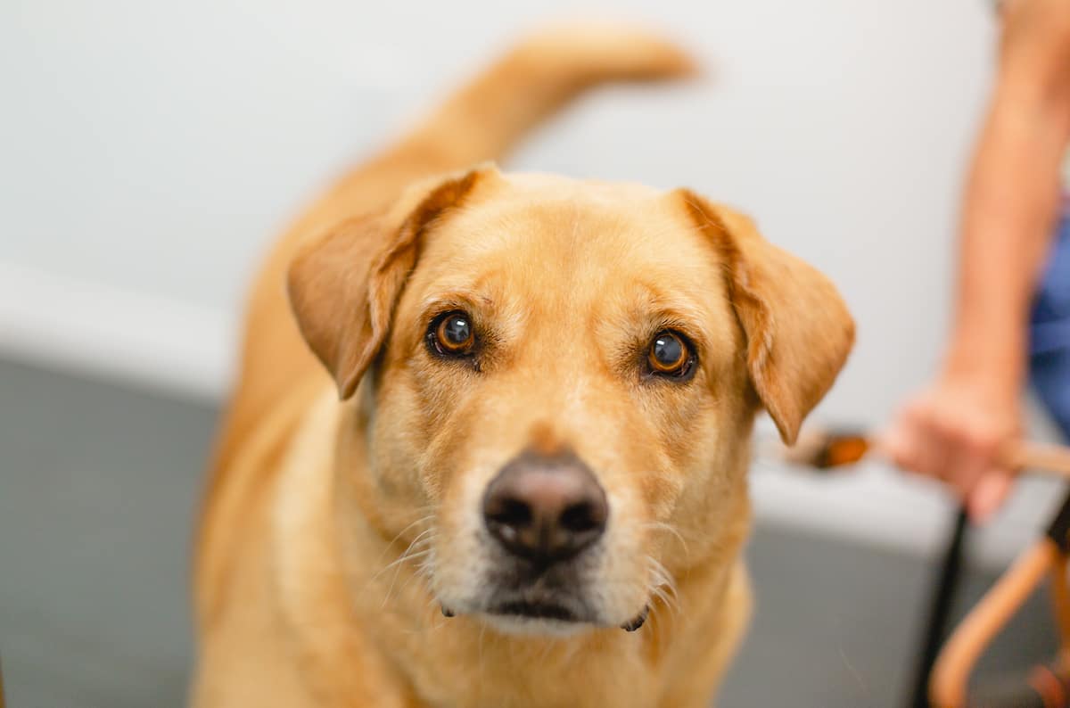 Animal Health Center of Scottsbluff Veterinarian in Scottsbluff NE