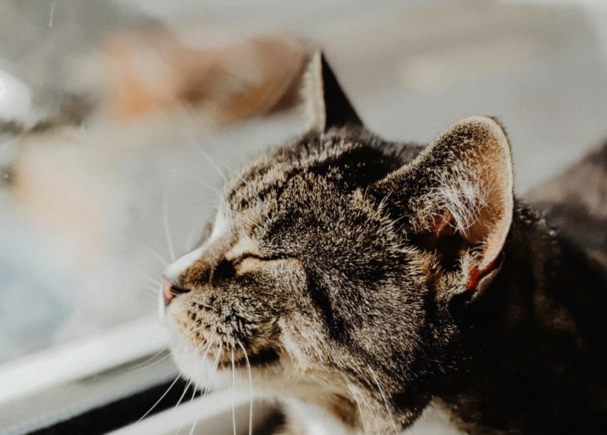 Is Your Senior Pet Slowing Down – or Is It Something More?